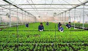 Xuất khẩu lao động Hàn Quốc ở Hải Phòng