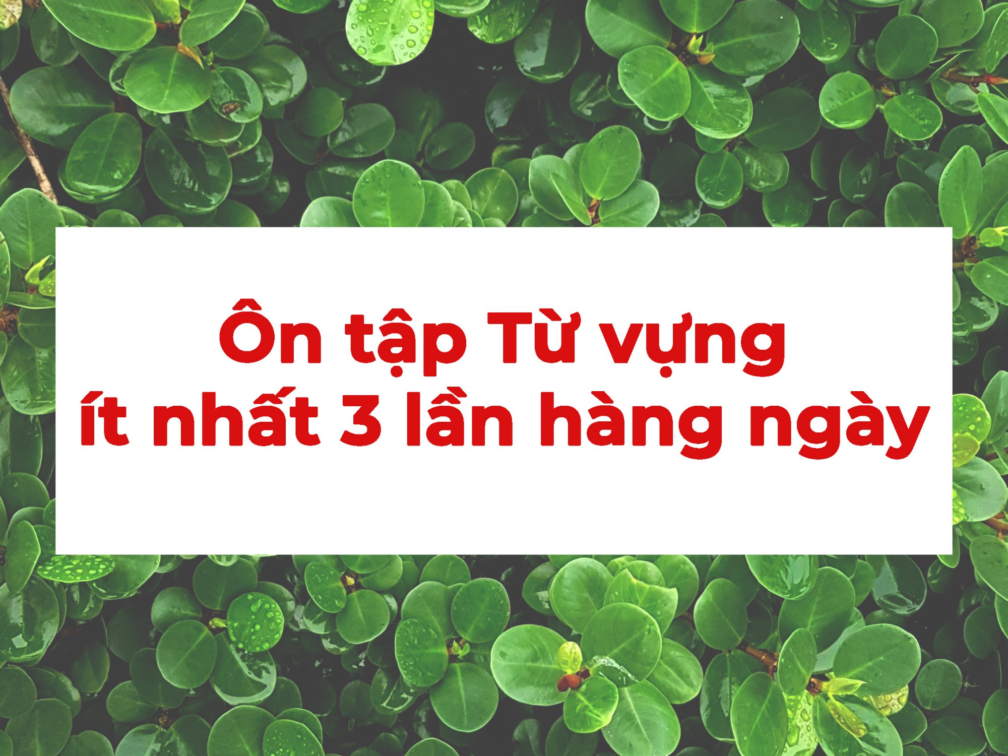 MẤT GỐC TIẾNG ANH CÓ THỂ HỌC LẠI KHÔNG? - Ảnh 3