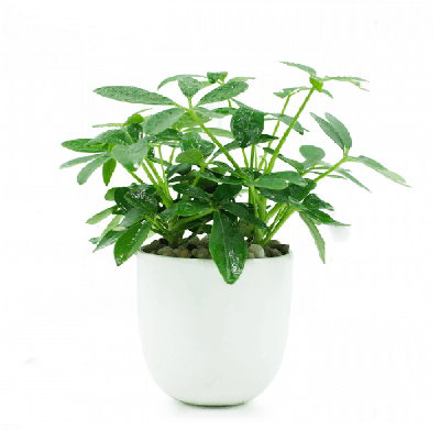 Truyền Thuyết, Thứ Tự, Tử Vi 12 Con Giáp Trung Quốc, Việt Nam - Ảnh 11