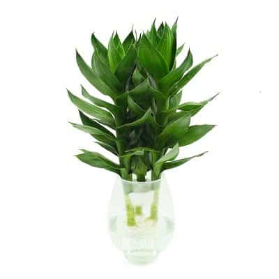 Truyền Thuyết, Thứ Tự, Tử Vi 12 Con Giáp Trung Quốc, Việt Nam - Ảnh 12