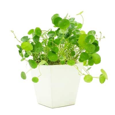 Truyền Thuyết, Thứ Tự, Tử Vi 12 Con Giáp Trung Quốc, Việt Nam - Ảnh 14