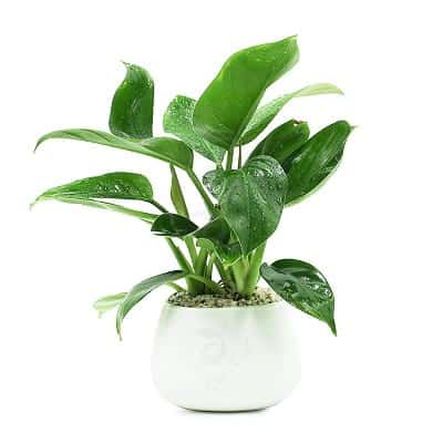 Truyền Thuyết, Thứ Tự, Tử Vi 12 Con Giáp Trung Quốc, Việt Nam - Ảnh 15