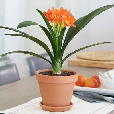 Truyền Thuyết, Thứ Tự, Tử Vi 12 Con Giáp Trung Quốc, Việt Nam - Ảnh 16