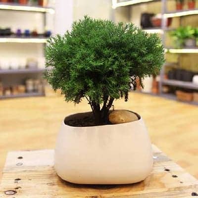 Truyền Thuyết, Thứ Tự, Tử Vi 12 Con Giáp Trung Quốc, Việt Nam - Ảnh 17