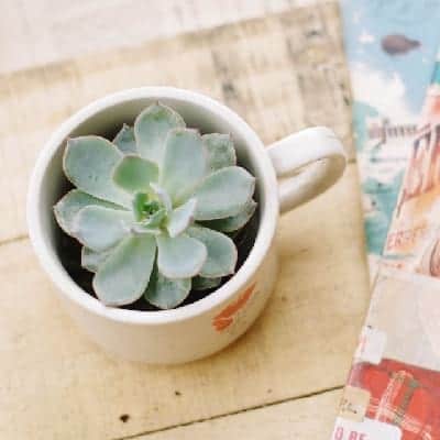 Truyền Thuyết, Thứ Tự, Tử Vi 12 Con Giáp Trung Quốc, Việt Nam - Ảnh 18
