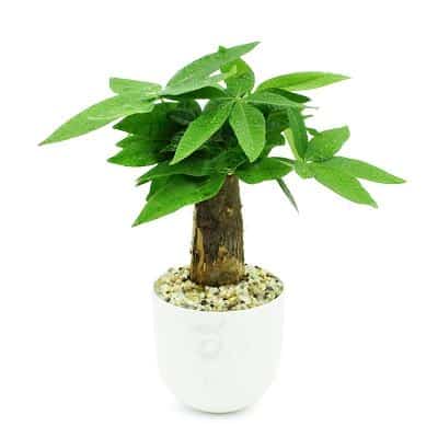 Truyền Thuyết, Thứ Tự, Tử Vi 12 Con Giáp Trung Quốc, Việt Nam - Ảnh 19