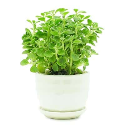 Truyền Thuyết, Thứ Tự, Tử Vi 12 Con Giáp Trung Quốc, Việt Nam - Ảnh 20