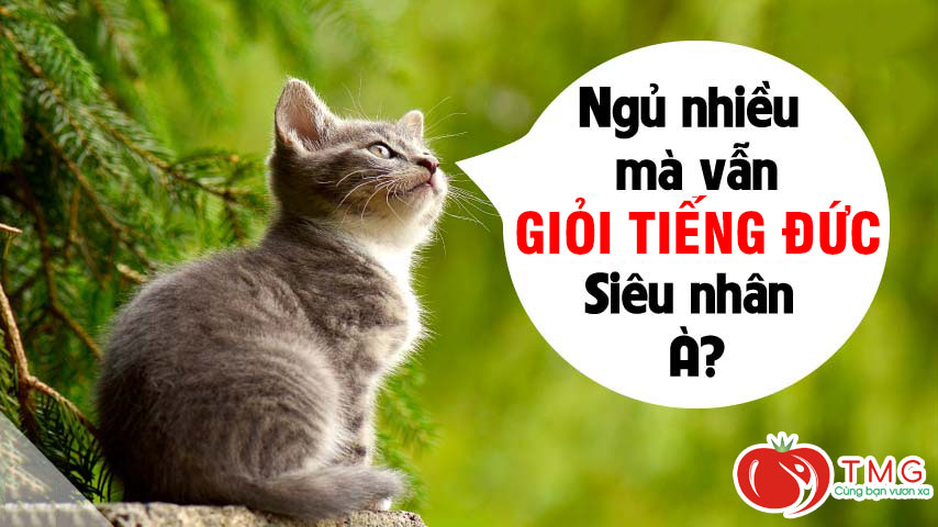 Học tiếng Đức trong lúc ngủ bạn đã thử chưa?