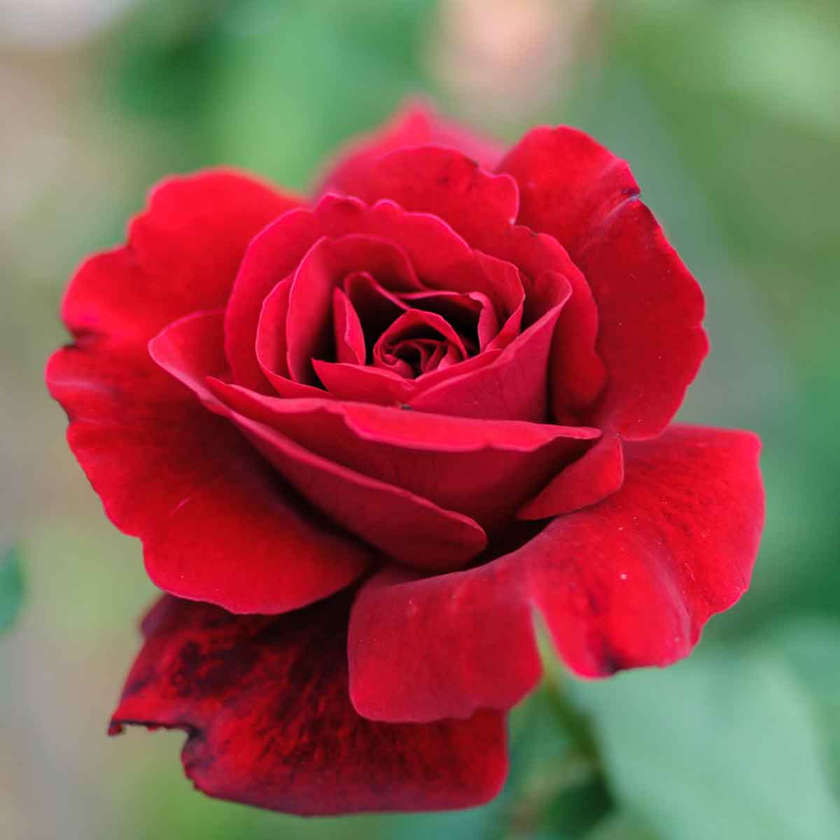 HỌC TIẾNG TRUNG VỀ CHỦ ĐỀ VALENTINE 2023
